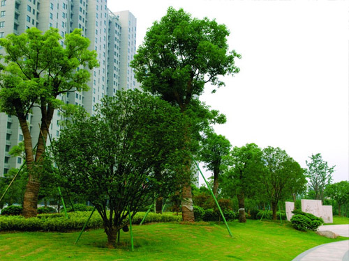 张家界岩安门小区绿化工程