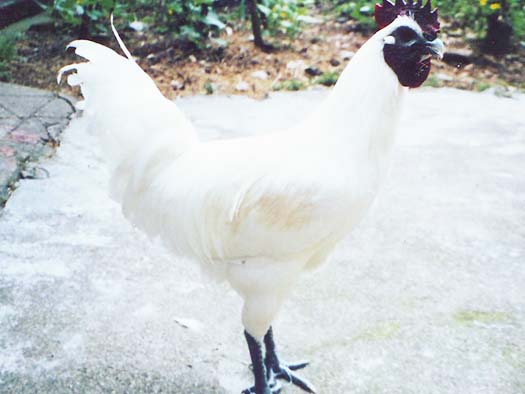 白羽乌骨鸡原种(父)