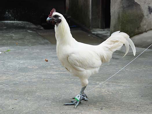 白羽雪峰乌骨鸡大鸡