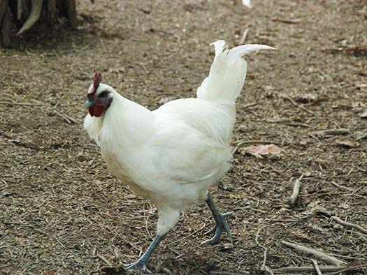 白羽雪峰乌骨鸡大鸡2