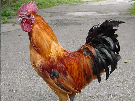 雪峰乌骨鸡公鸡