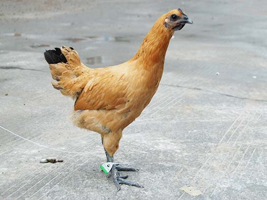 黄羽雪峰乌骨鸡