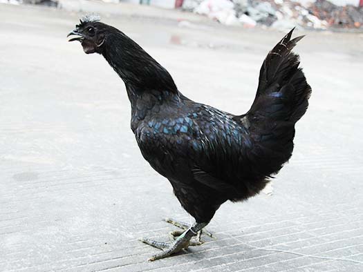 黑羽雪峰乌骨鸡大鸡